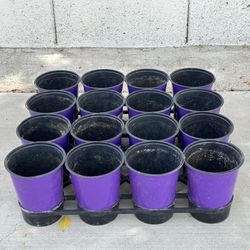 Starter Kit For Growing Flowers Vegetables Fruit Plants 16 Small 4” Plastic Planter Pots With Carrying Tray 