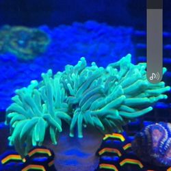 Ausie Neon Green Euphylia Torch