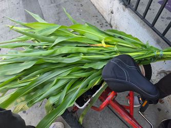 Ojas para corundas