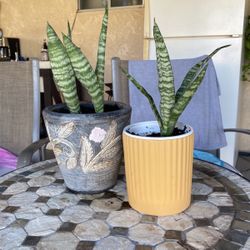 Plata Lengua De Suegra 