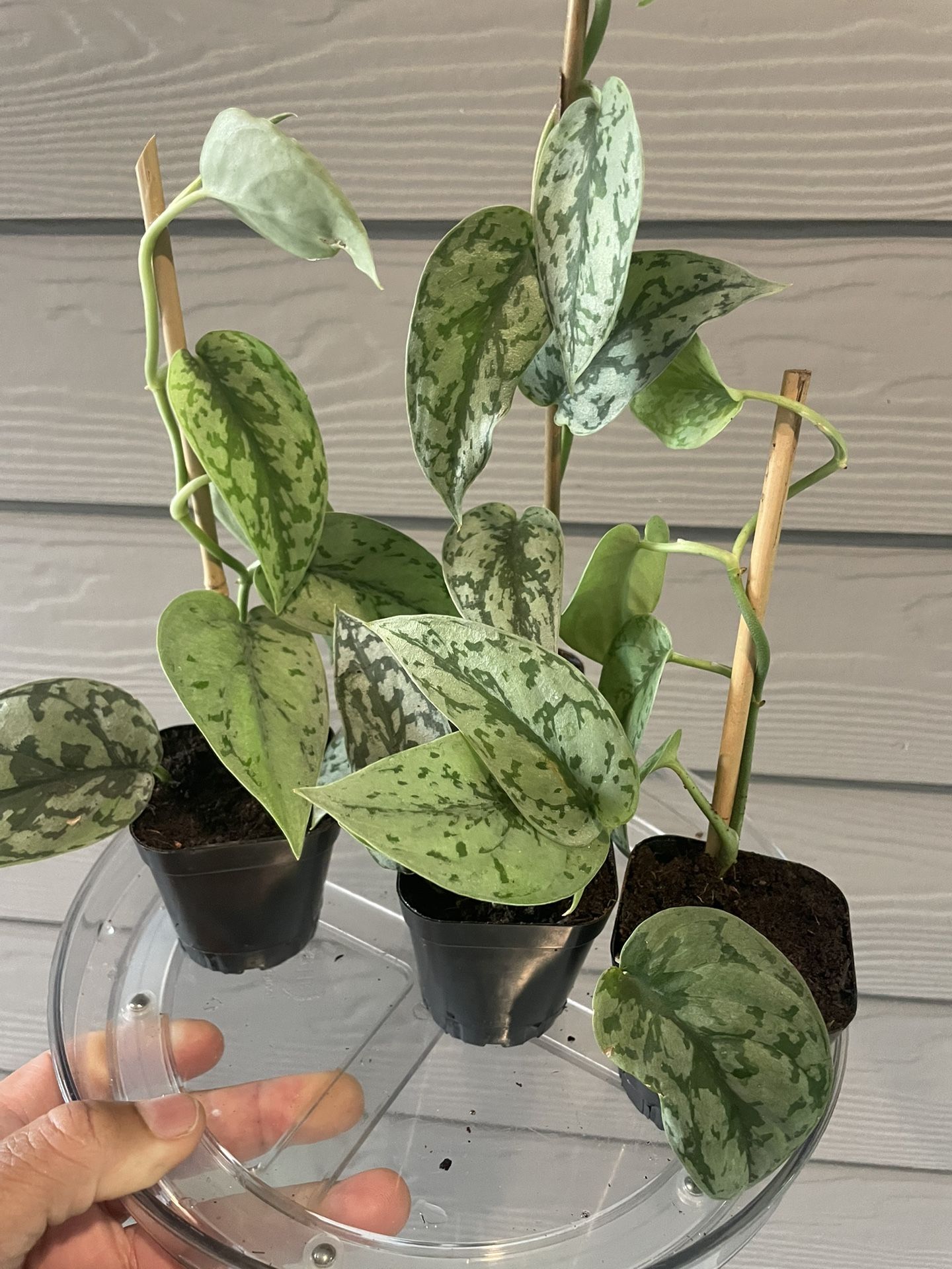 $5+ | Rare Scindapsus “Silver Lady” | Vining Plant | Trail on Wall | Hang in Basket | Mount On Pole