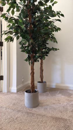 6' Ficus Silk Tree With Modern pots   x  2