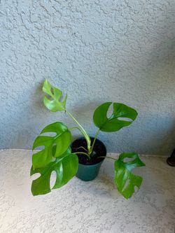 Mini monstera plant