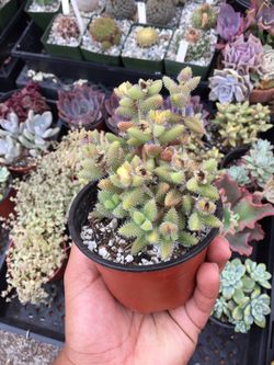 4” succulent