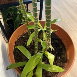 6FT Dracaena fragrans