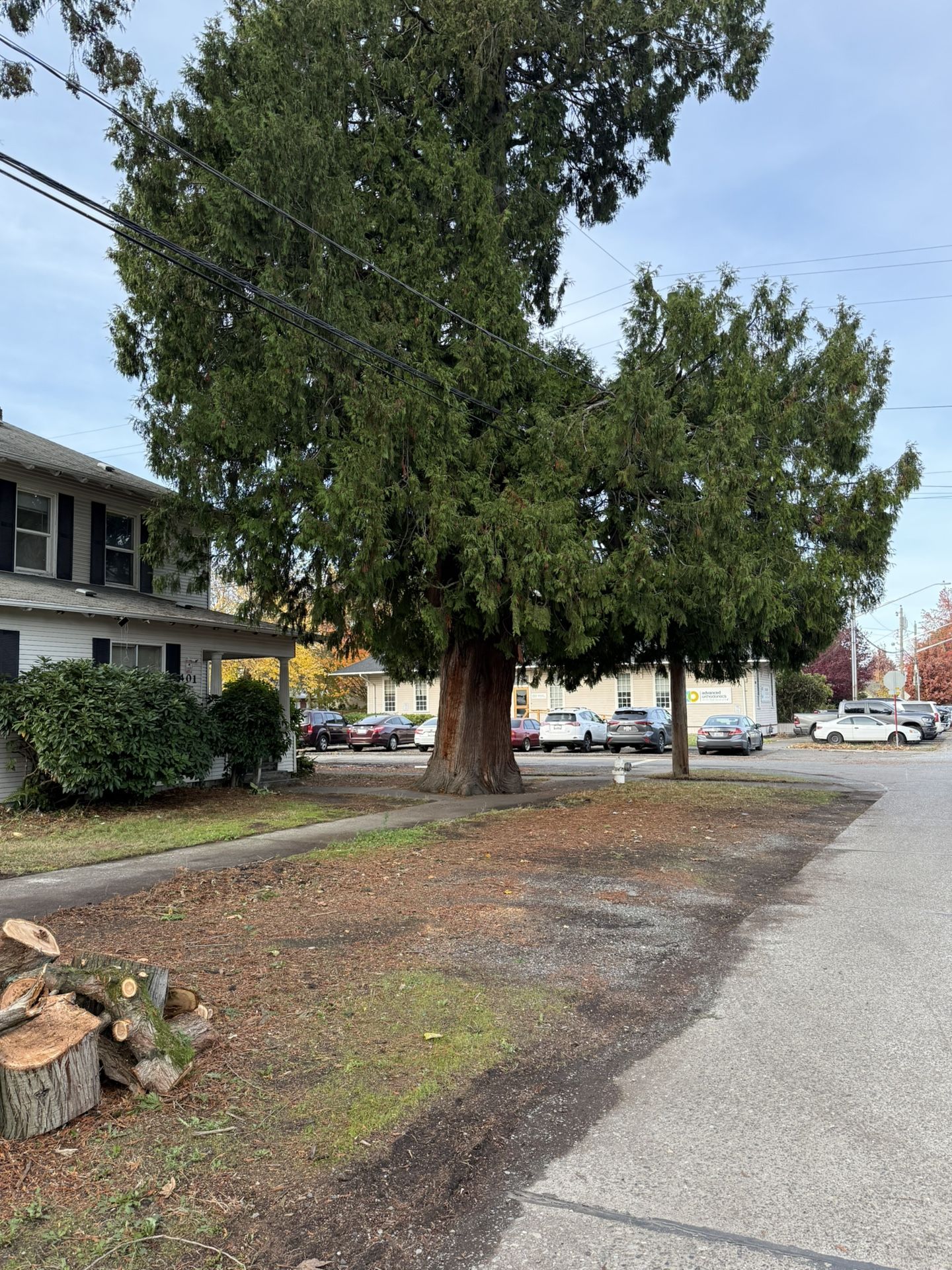 Free Fire Wood. Cedar Tree