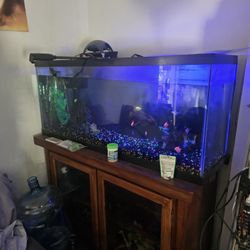 55 Gallon Fish Tank 