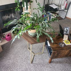 Christmas Tree Cactus