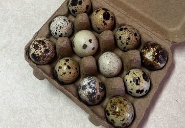 Fertile Chicken & button quail Eggs