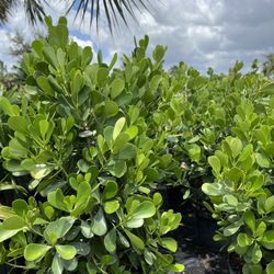 Clusias (Privacy Hedges) Plants