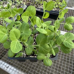 PEA PLANTS 💯 ORGANIC Beautiful purple flowers, 8 foot vines,