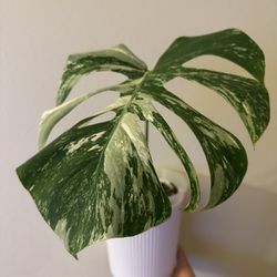 Monstera Albo Cutting | Rooted | Nice Variegation | Rare Plants M2