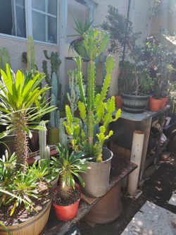 Cactus