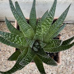 Huge Zebra Plant With Forming Pups