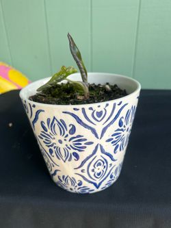 Baby Taro from Giant Taro plant