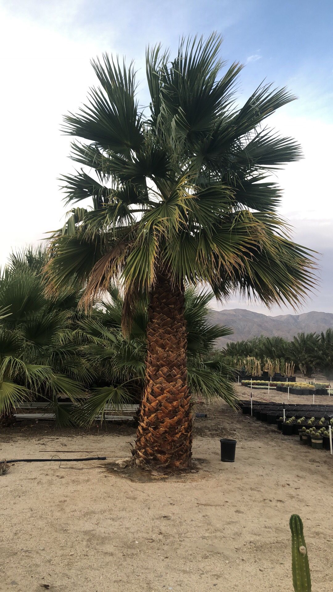 Palm Tree For Sale