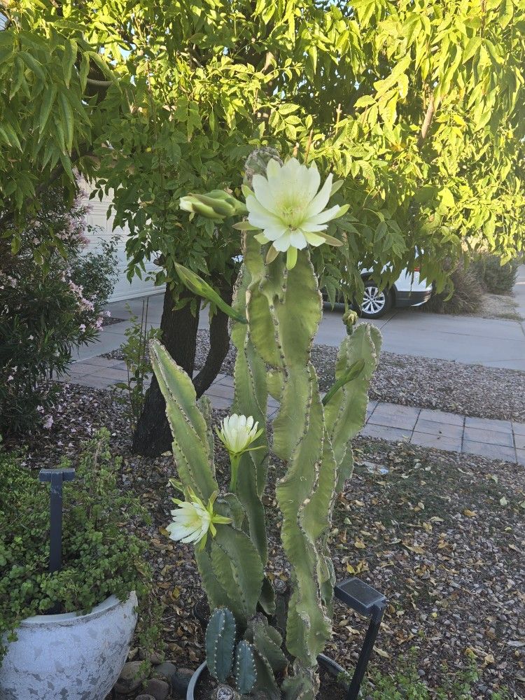 6.2ft Tall Spiral Cactus In 15in Composite Pot