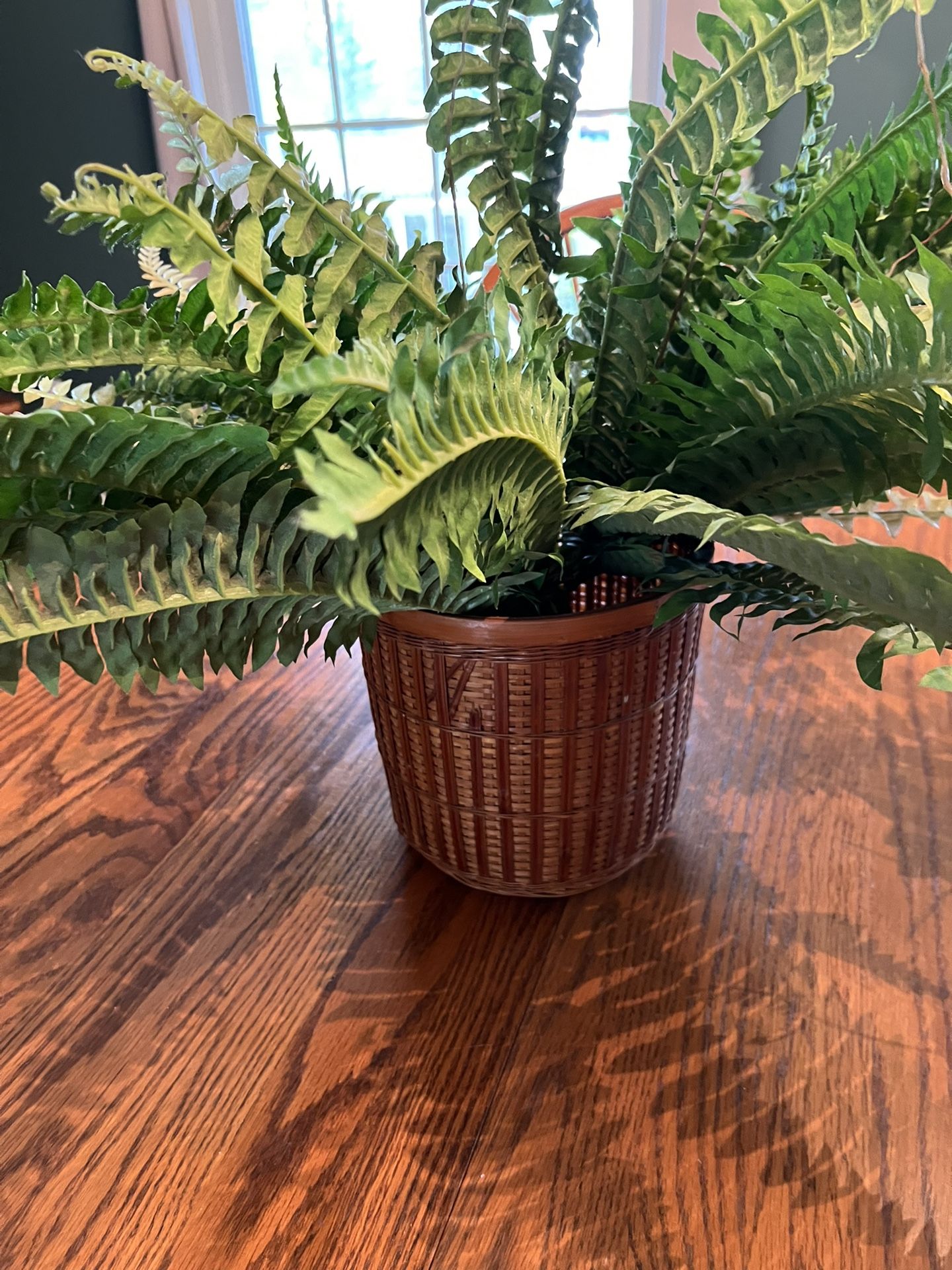 5 Artificial Plants – Two Ferns In A Basket, One In A Glass Picture, One In A Clay Like Pot And One In A Cream color tin