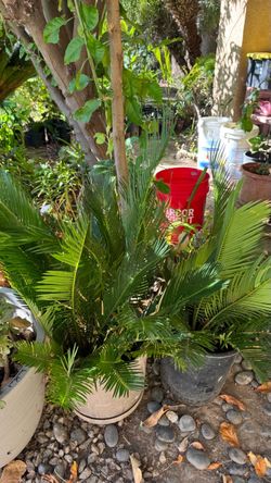 Sago palms