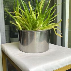 Aloe Vera Plant