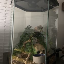 Tropical Reptile Terrarium -20 Gallon Tank 