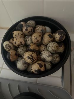 Eggs for sale
