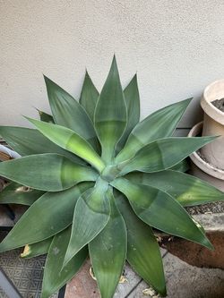 XL Foxtail Agave