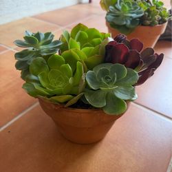 Succulent Plant with Terracotta Pot