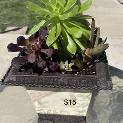 Succulent Planter