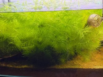 Hornwort aquarium plant