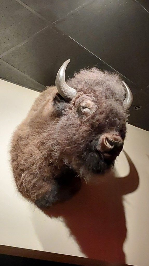 Bison Taxidermy Shoulder Mount