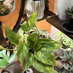 Hawaiian Pothos