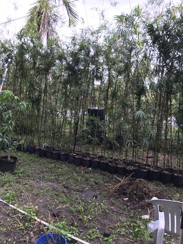 Bamboo plant
