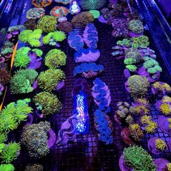 🔥CORALS DECORATIONS FOR MARINE TANK OVER 500 CORALS IN STOCK PICK-UP - DELIVERY - SHIP