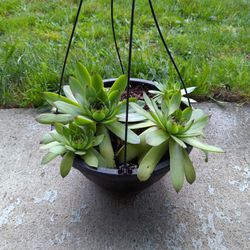 Succulent In Hanging Basket