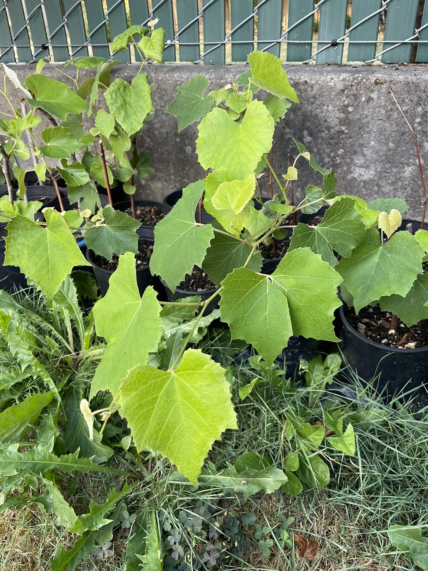 Glenora Seedless Black Grape Plants for Sale in Seatac, WA OfferUp