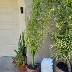 5ft Fire Stick Succulent Plant Tree In Ceramic Pot