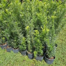 podocarpus Over 4 feet tall Instant  Privacy  Hedge  