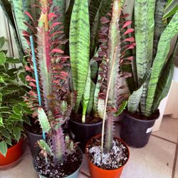 ♥️Gorgeous Euphoria Royal Red Lucky PLANT🙏PLS READ DESCRIPTION 