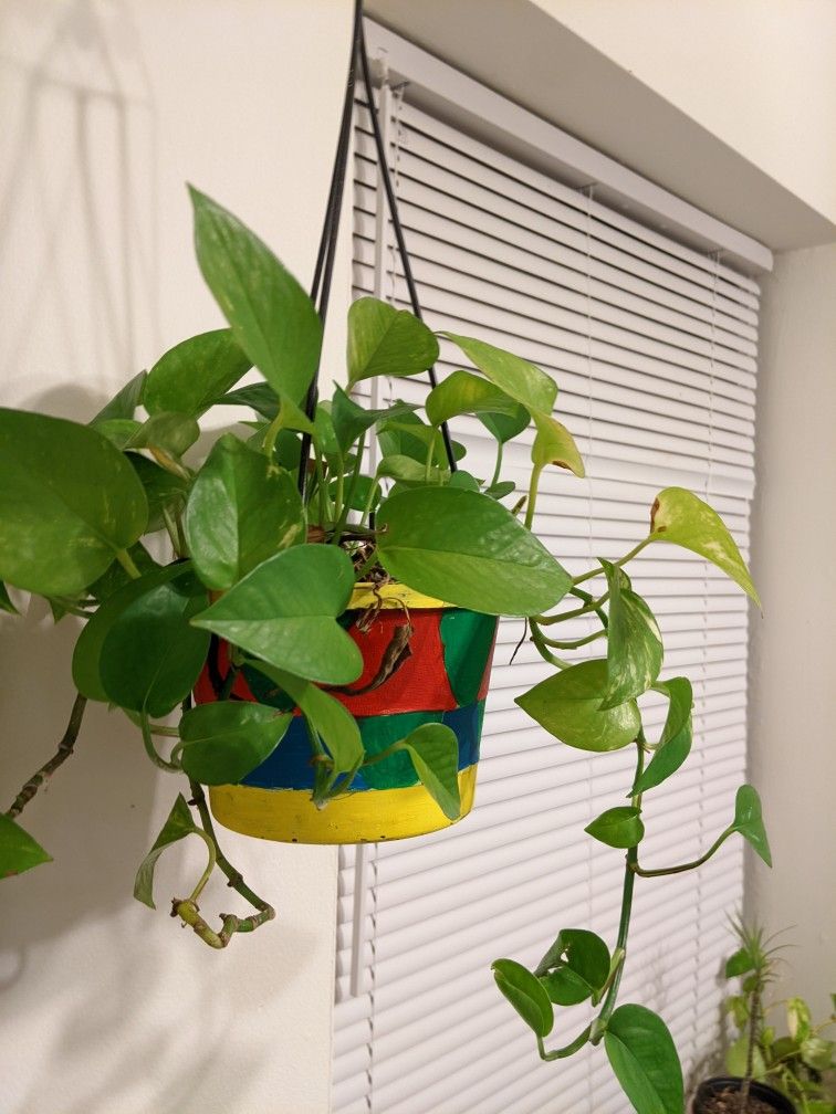 Golden Pothos in hanging colorful pot