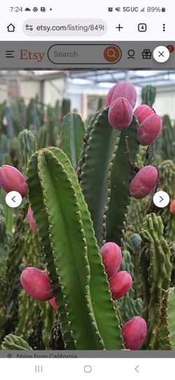 Variety Of Organic Fruit Trees 