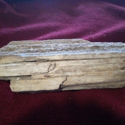 Fossilized Wood