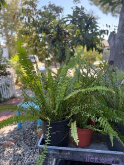 green plant