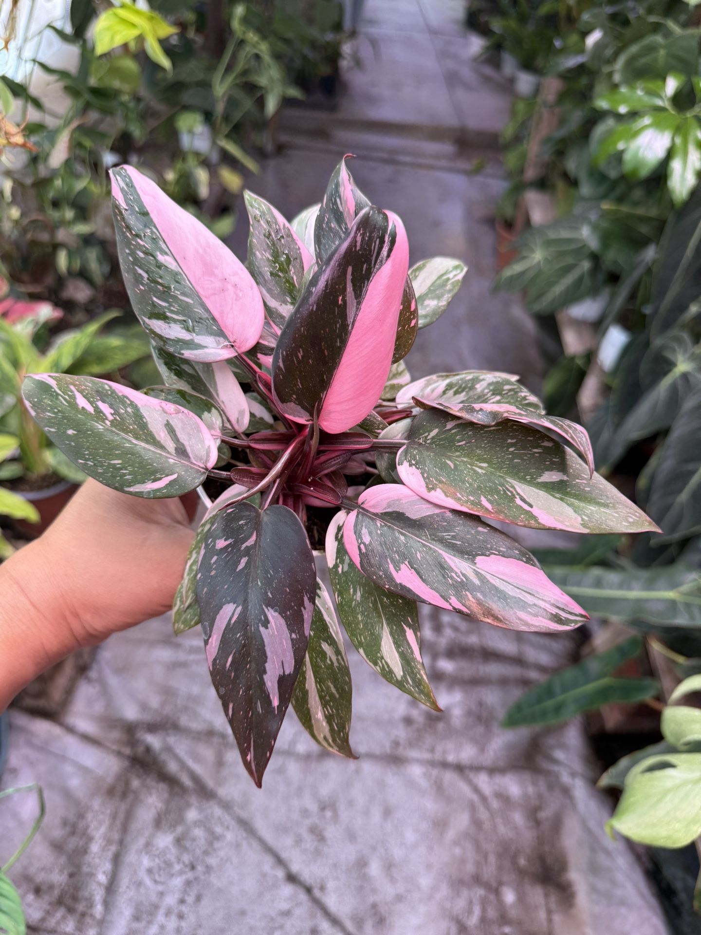 4” Pink Princess Black Cherry