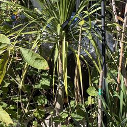 3’ Tall Pony Tail Palm In Heavy Pot