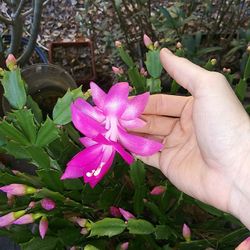 Christmas Cactus Cuttings
