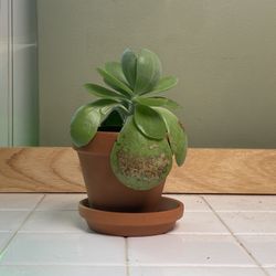 Houseplants For Sale - Small Succulent Houseplant