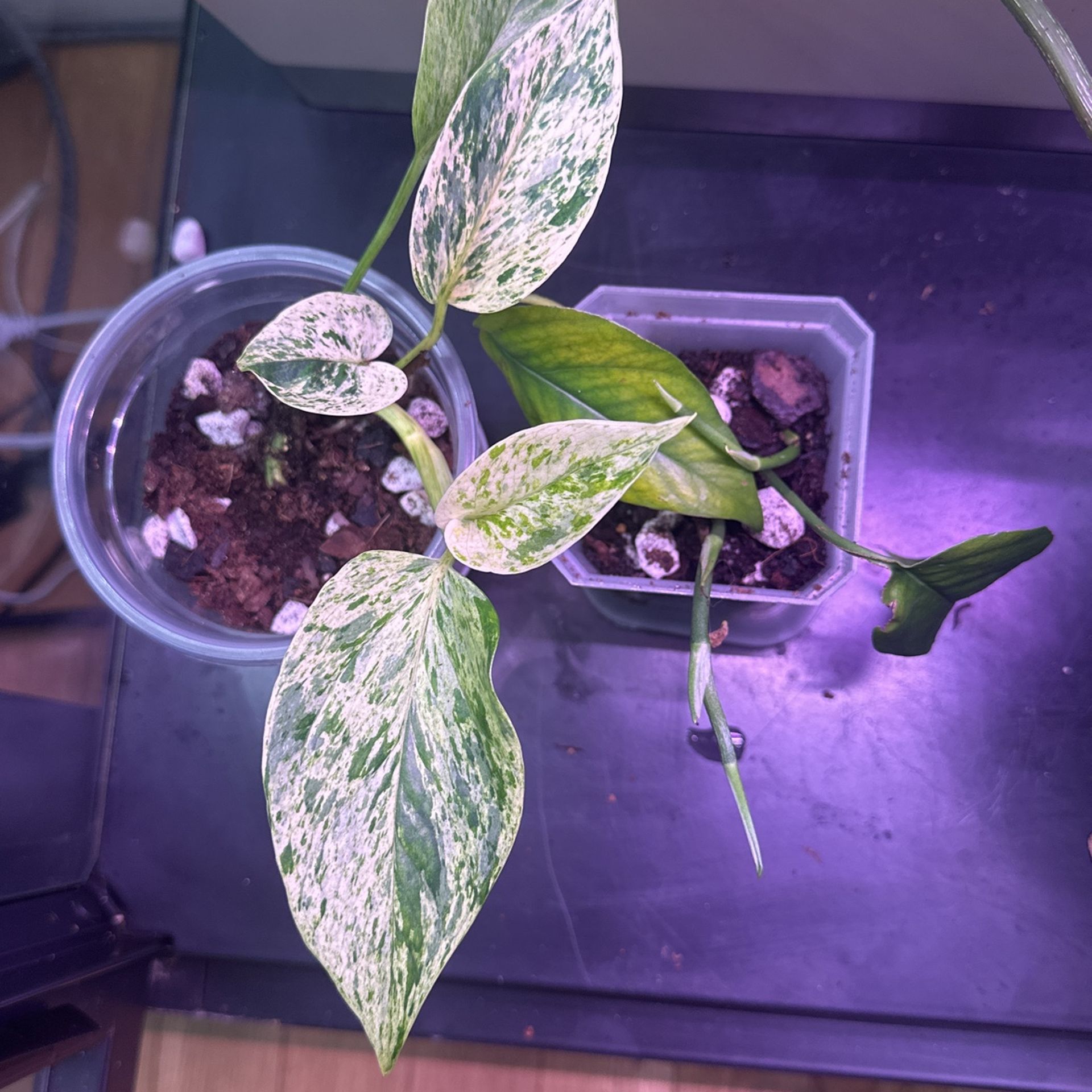 Pothos Plants (2)