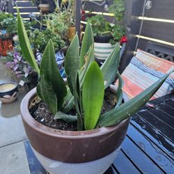 Large Aloe In Ceramic Pot (Not Plastic)