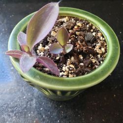 Purple Heart Plant In Green Sunflower Pot